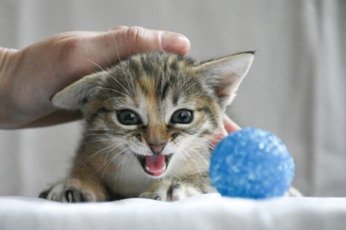 vhttps://unsplash.com/photos/a-person-holding-a-small-kitten-next-to-a-blue-ball-5Ic3j9ka7Uw?utm_source=unsplash&utm_medium=referral&utm_content=creditShareLink