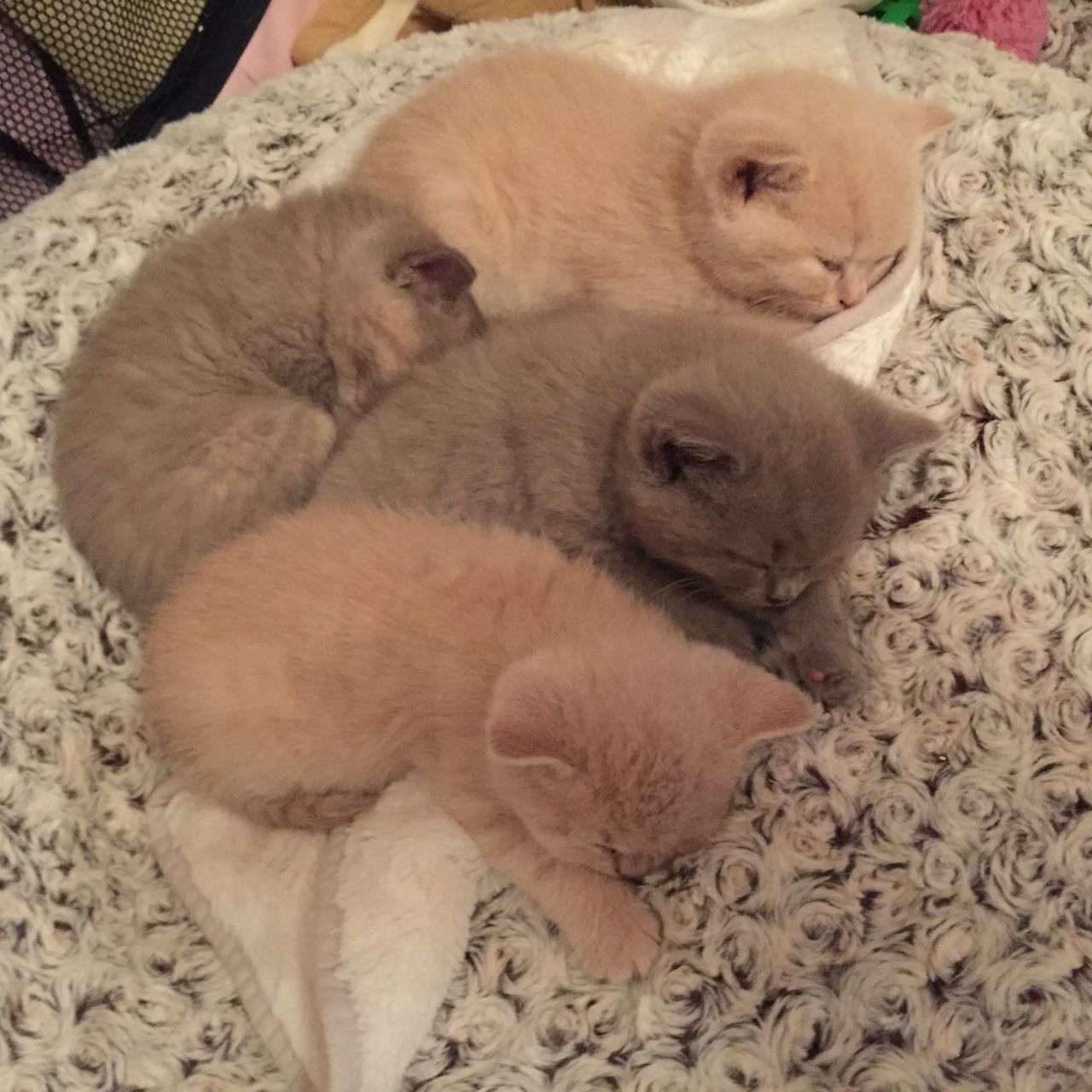 Britse Korthaar kittens te koop