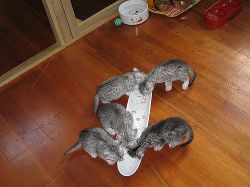 Lieve Egyptische Mau-kittens