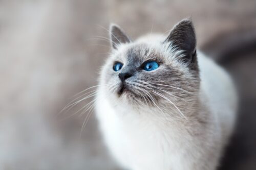 https://unsplash.com/photos/white-and-gray-cat-IFxjDdqK_0U?utm_source=unsplash&utm_medium=referral&utm_content=creditShareLink
