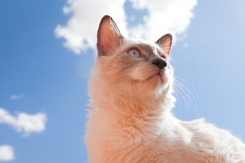 https://unsplash.com/photos/a-close-up-of-a-cat-with-a-sky-background-awhhikacuTM?utm_source=unsplash&utm_medium=referral&utm_content=creditShareLink