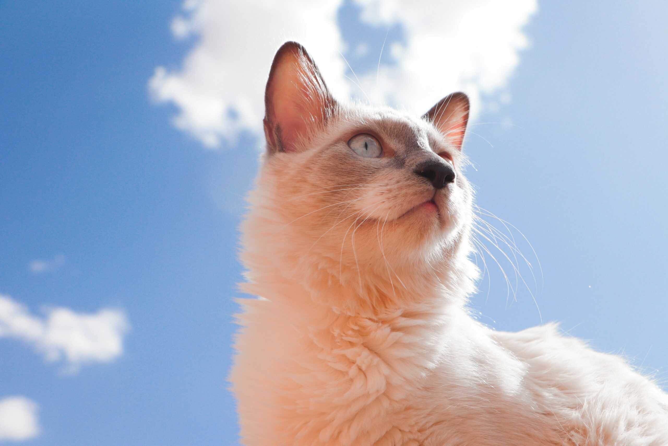 https://unsplash.com/photos/a-close-up-of-a-cat-with-a-sky-background-awhhikacuTM?utm_source=unsplash&utm_medium=referral&utm_content=creditShareLink