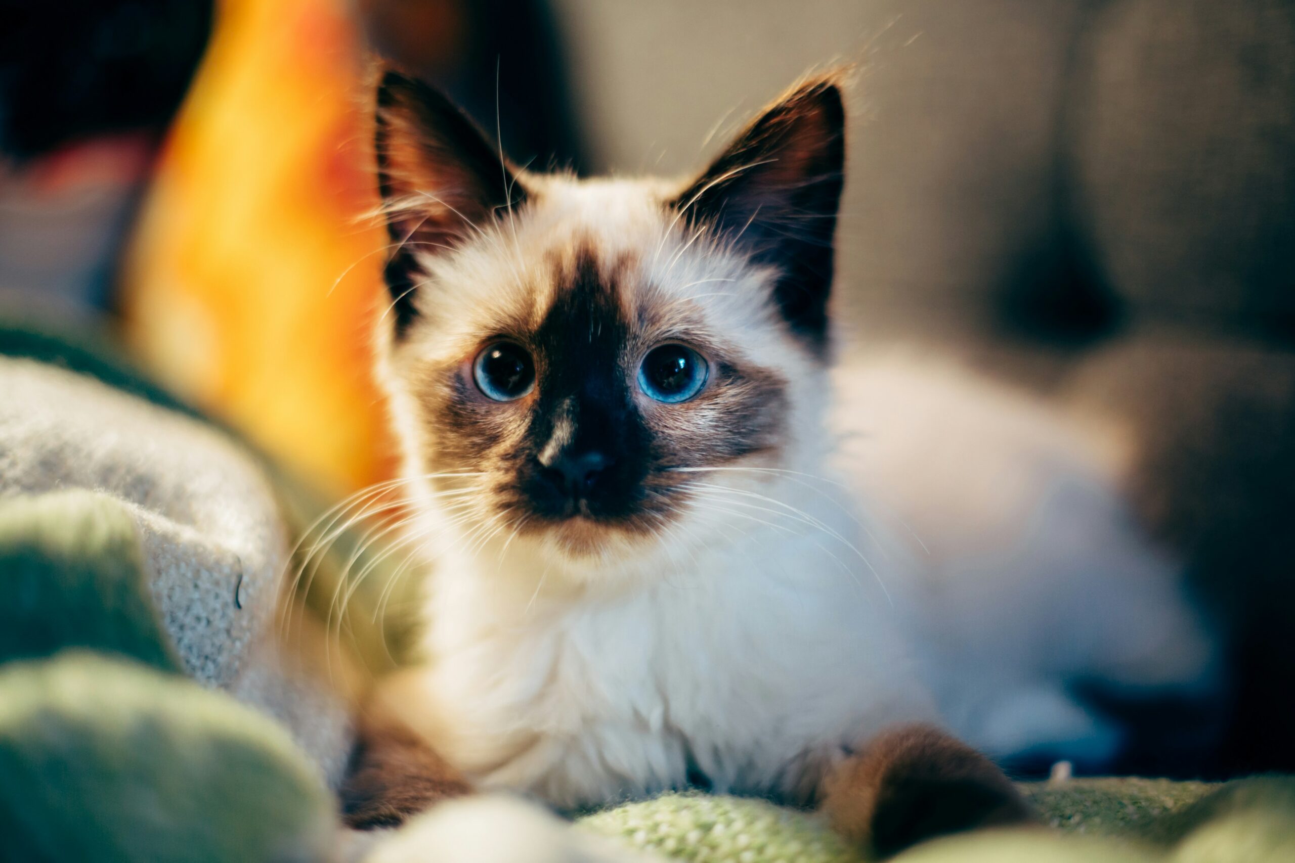 https://unsplash.com/photos/short-fur-white-and-black-cat-on-green-textile-sDpmnfv-KRk?utm_source=unsplash&utm_medium=referral&utm_content=creditShareLink