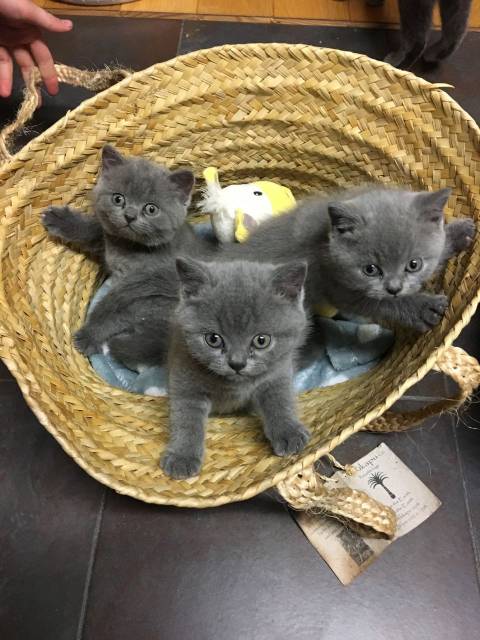 Rasechte Brits korthaar kittens voor herplaatsing