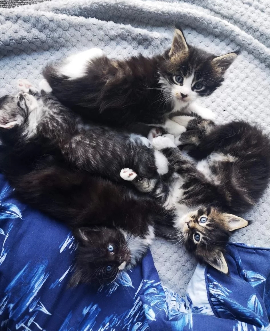 Liefdevolle Maine Coon kittens (mannetjes en vrouwtjes) beschikbaar en klaar voor een nieuw thuis.