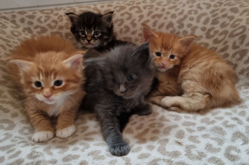 Gezonde Maine Coon kittens (mannetjes en vrouwtjes) zoeken een nieuw thuis