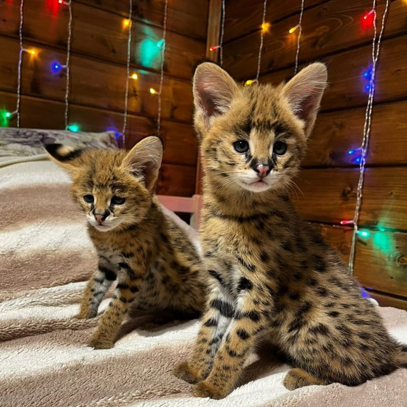 Prachtige serval- en F2 Savannah-kittens beschikbaar