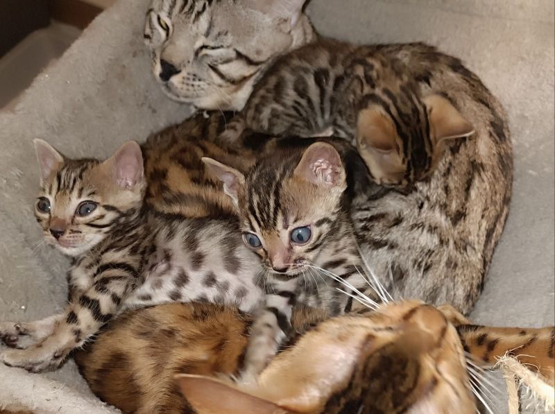 Raszuivere Bengaalse kittens met stamboom