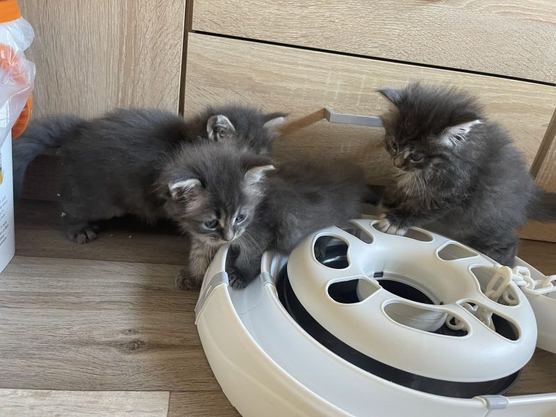 Gezonde Maine Coon kittens (mannetjes en vrouwtjes) zoeken een nieuw thuis