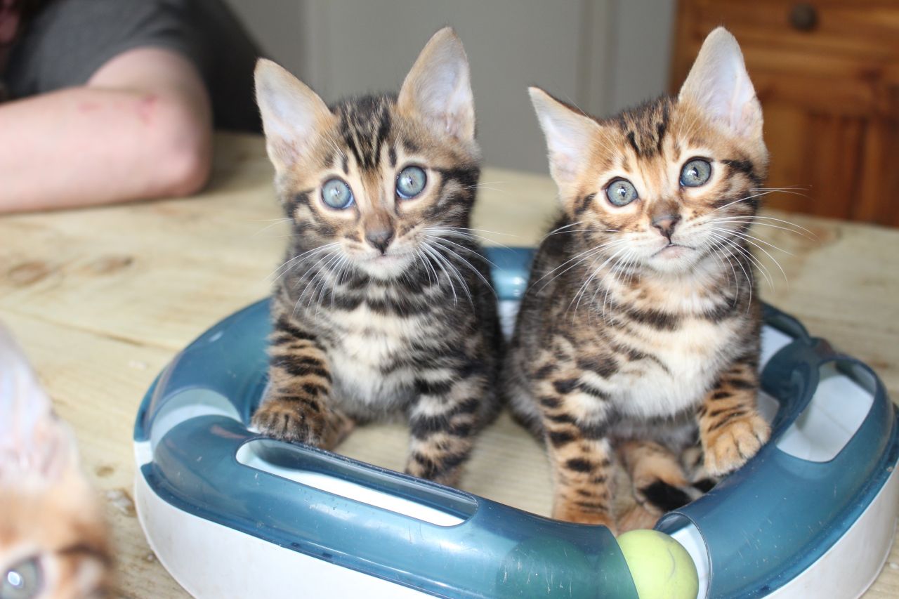 Huisgemaakte Bengaalse kittens (mannetjes en vrouwtjes) beschikbaar