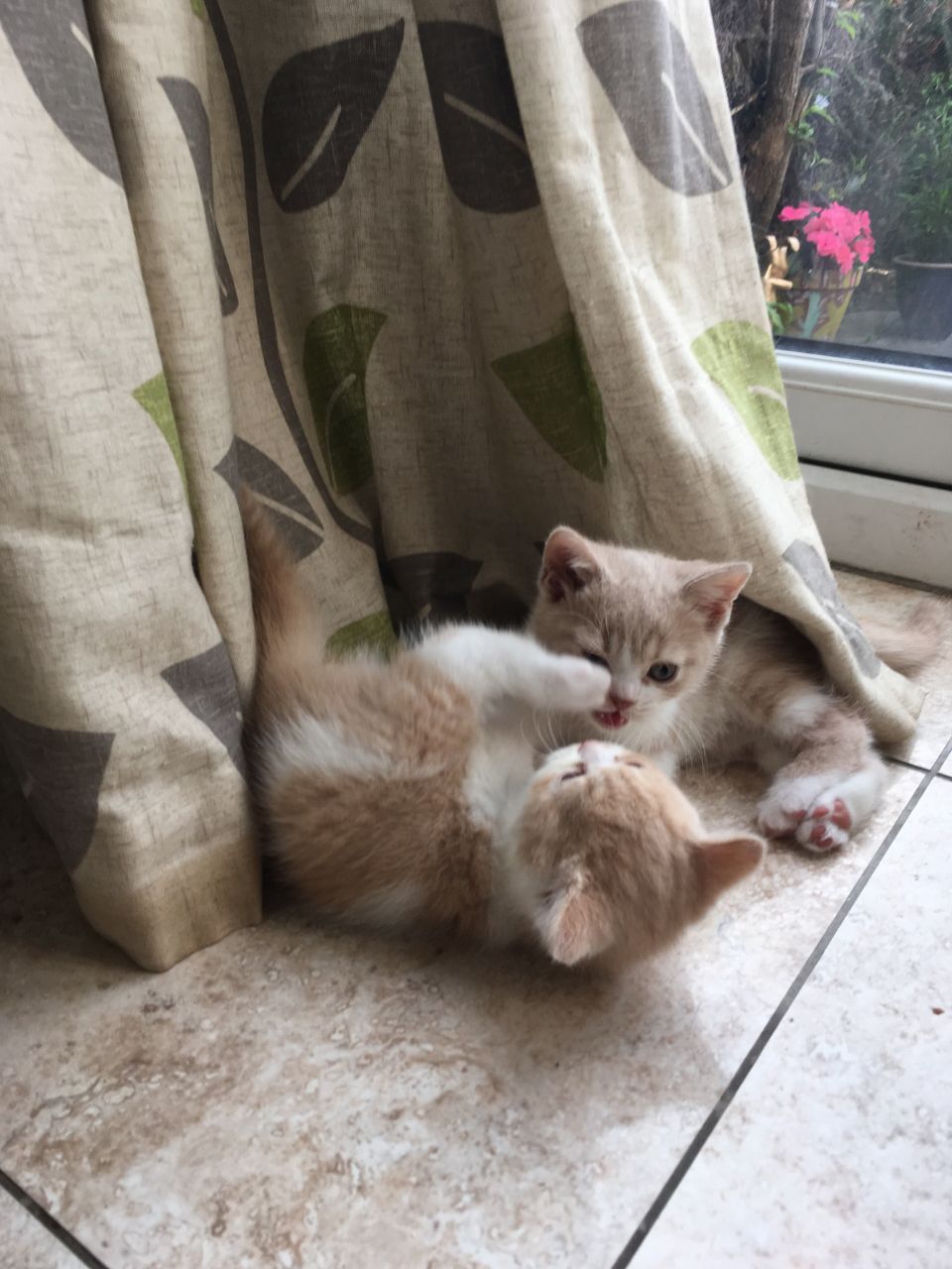 Schattige Britse Blauwe Korthaar kittens