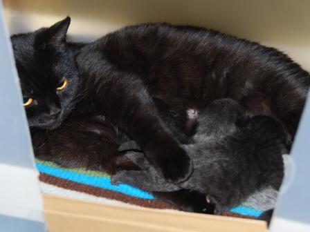 Vier schattige kittens zoeken een liefdevol thuis. 1 kater en 3 poezen. Ras: Britse korthaar.