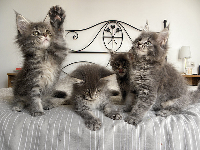 Maine Coon kittens – Klaar voor een liefdevol thuis