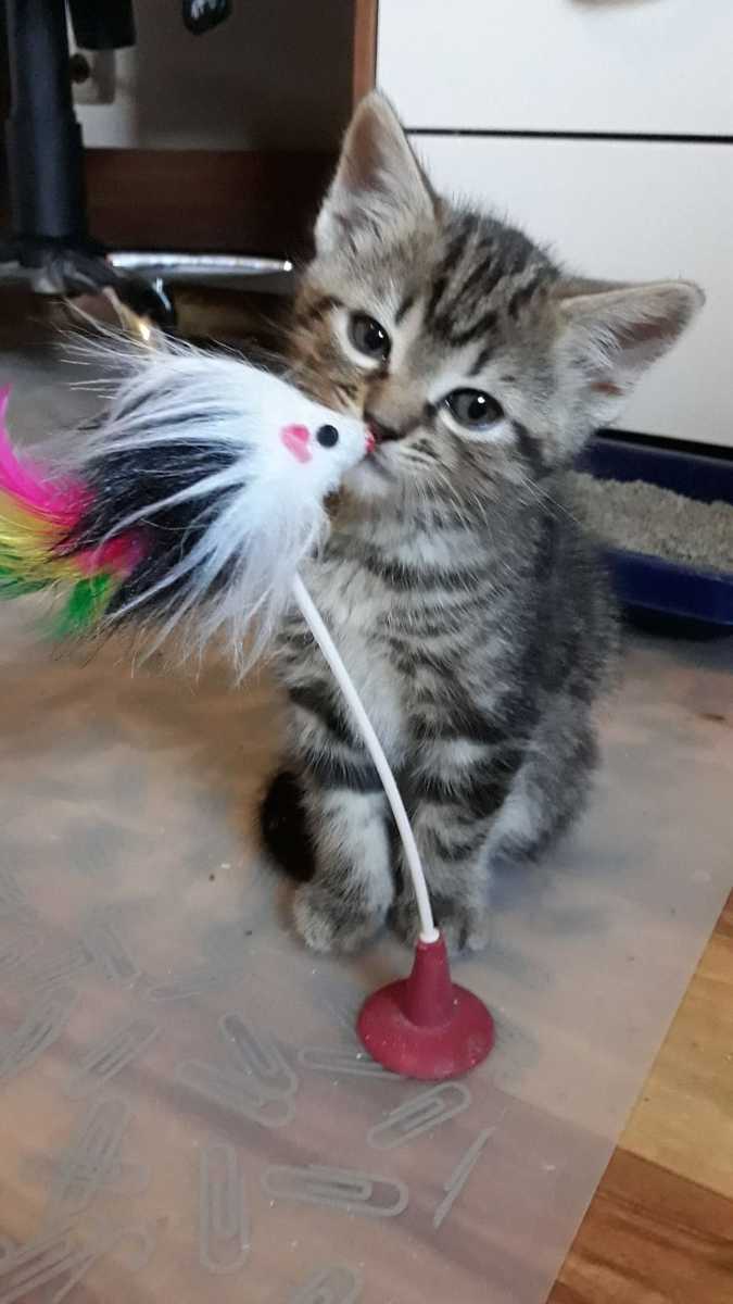 Gezonde Maine Coon kittens (mannetjes en vrouwtjes) zoeken een nieuw thuis