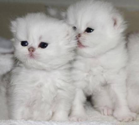 Toy Perzische kittens klaar voor een nieuw gezin