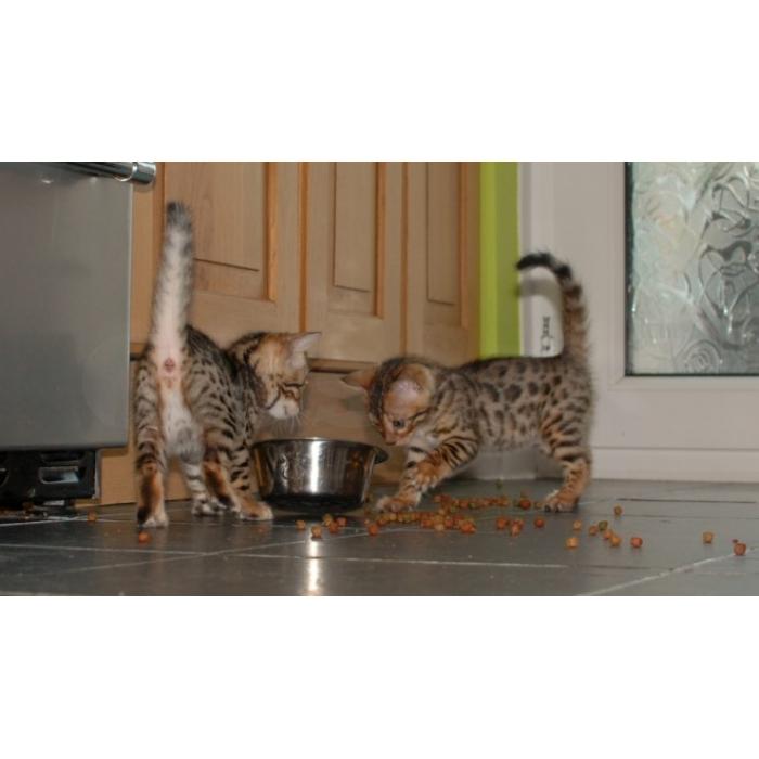 Schattige mannelijke en vrouwelijke Bengaalse kittens Op zoek naar nieuwe gezinnen