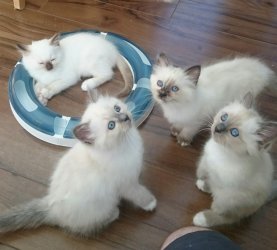 Birmaanse Seal Point en Blue Point kittens te koop