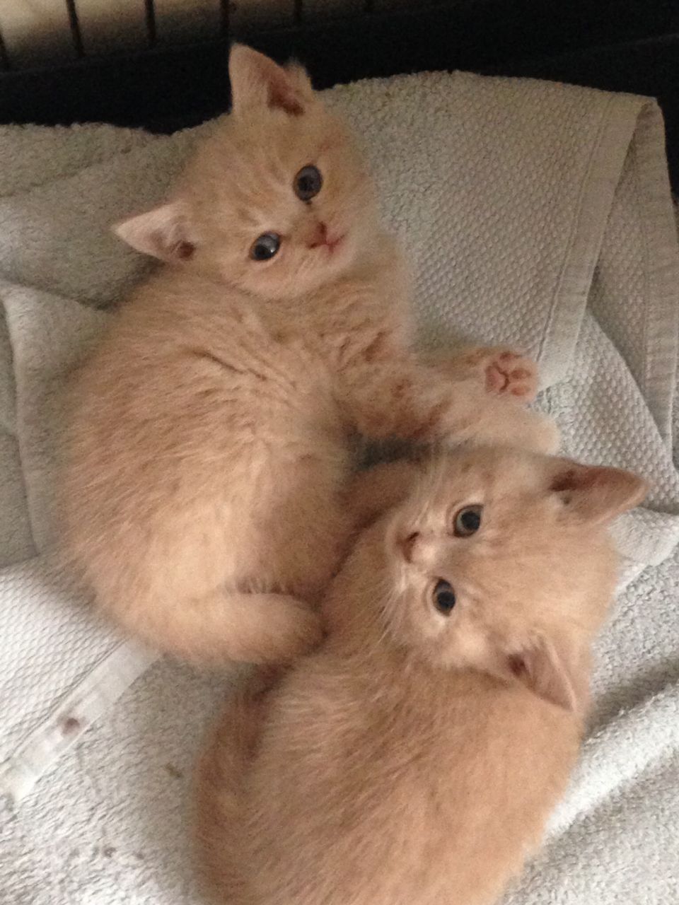 Britse kort-/langharige kittens te koop