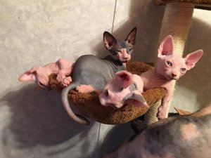 Prachtige Sphynx-kittens zoeken een nieuw thuis