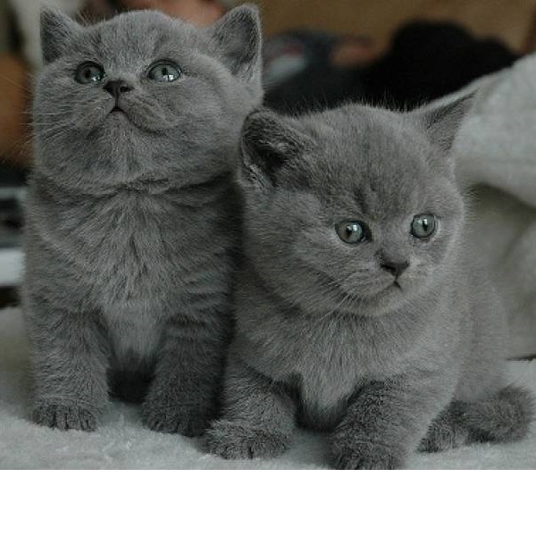 Brits Korthaar-kitten (blauw) ter adoptie.