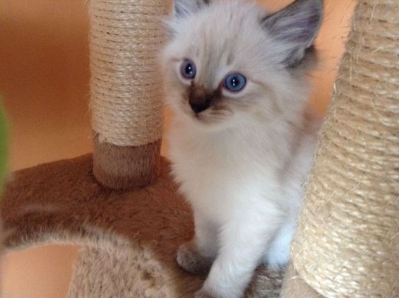 Hoogwaardige Siamese kittens (zowel mannetjes als vrouwtjes) te koop, en andere kittens ter adoptie.