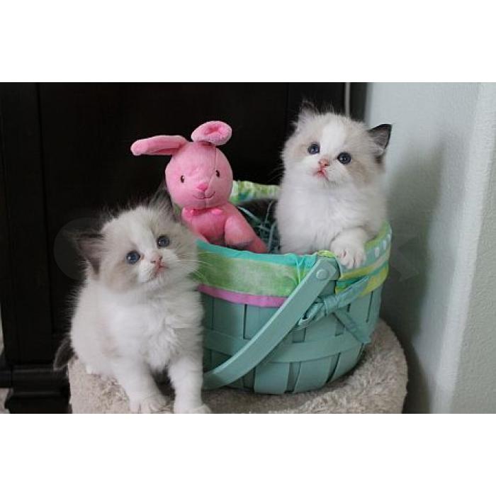 Prachtige Ragdoll-kittens – 12 weken oud – en andere kittens ter adoptie