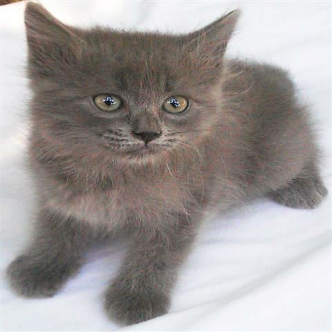 Russisch Blauw Kittens – 12 Weken Oud en Ter Adoptie