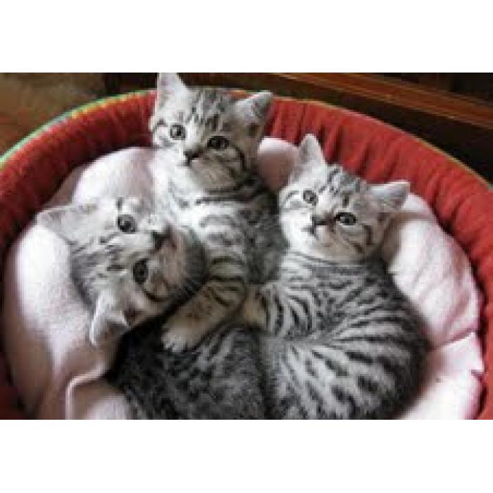 Egyptische Mau-kittens