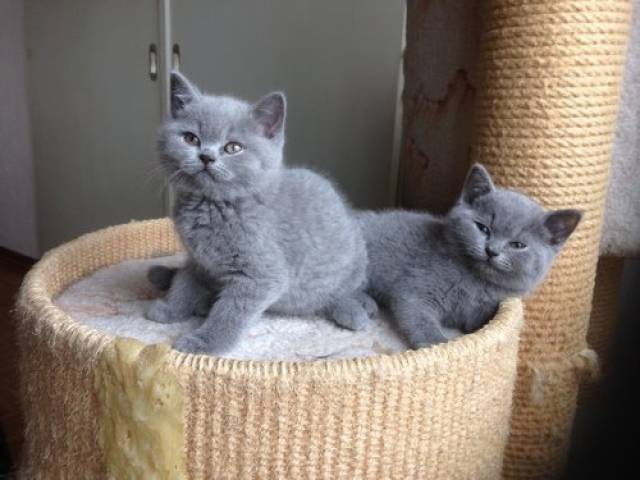 Schattige Brits Korthaar Blue kittens te koop – ook andere kittens ter adoptie