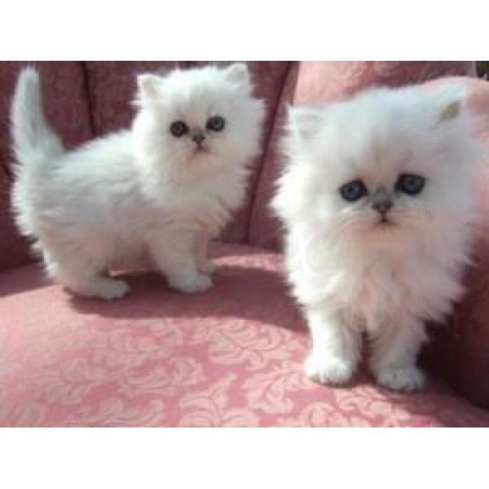 Mannelijke en vrouwelijke Perzische kittens te koop, en andere kittens ter adoptie