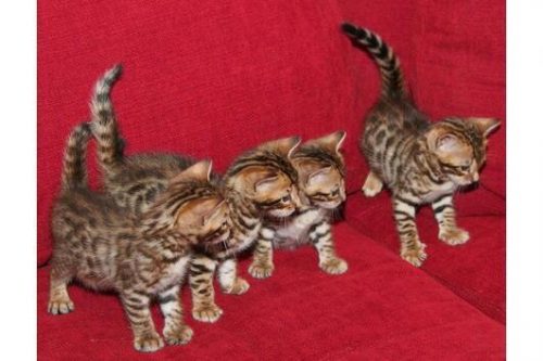 Prachtige mannelijke en vrouwelijke Bengaalse kittens te koop – nu klaar om naar een nieuw thuis te gaan.