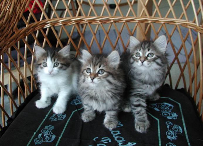 Siberische kittens te koop.