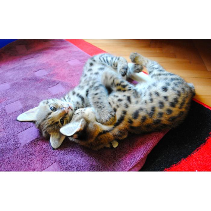 Savannah- en Servalkittens ter adoptie