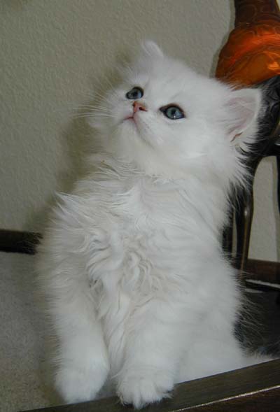 Perzische kittens ter adoptie: jonger dan 12 weken en andere kittens beschikbaar
