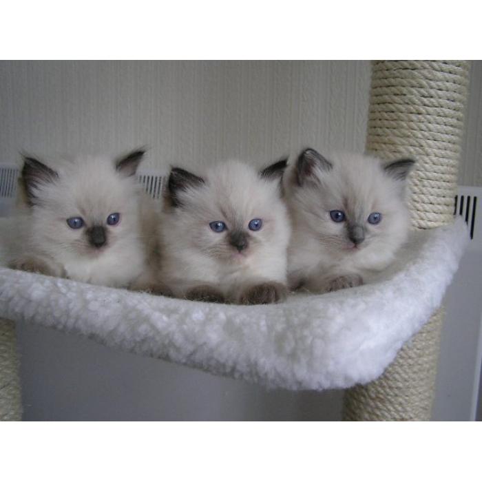 Mannelijk en vrouwelijk Birmaan-kitten beschikbaar te koop, en andere kittens ter adoptie