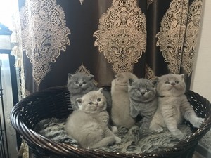 Schotse Fold-kittens om mee naar huis te nemen.