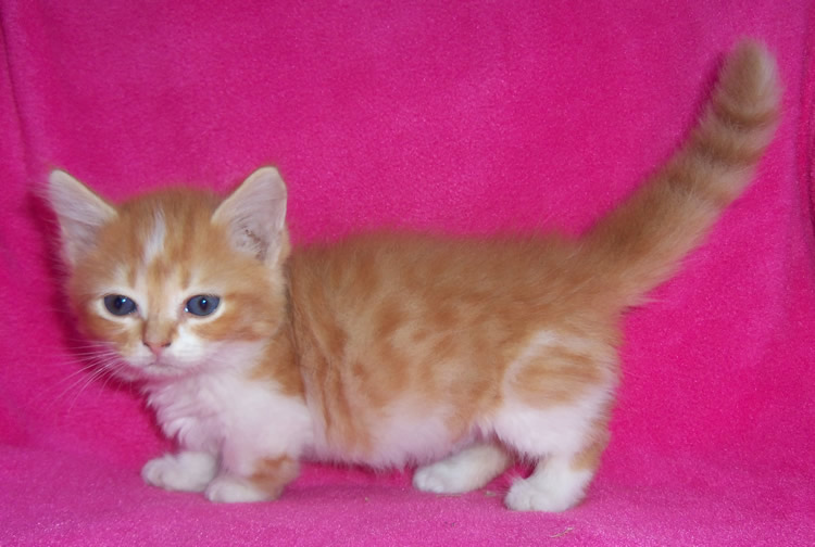 Raszuivere Munchkin kittens ter adoptie
