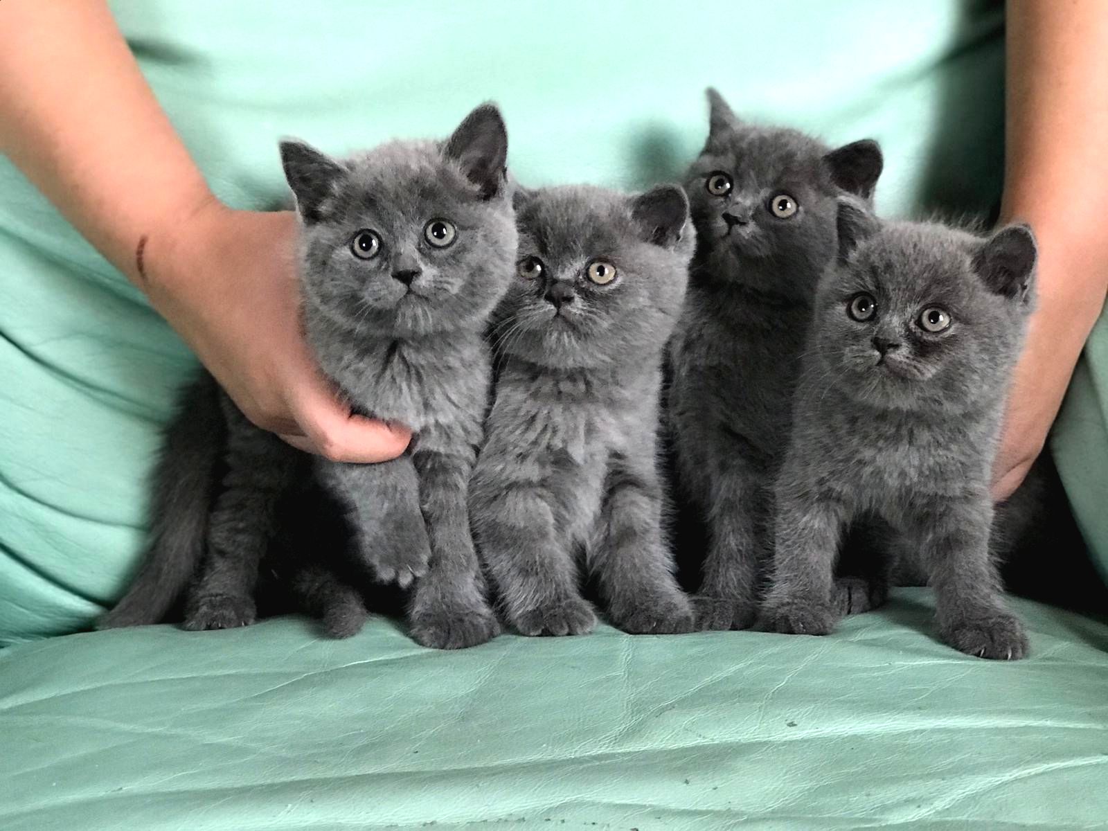 Britse korthaar kittens