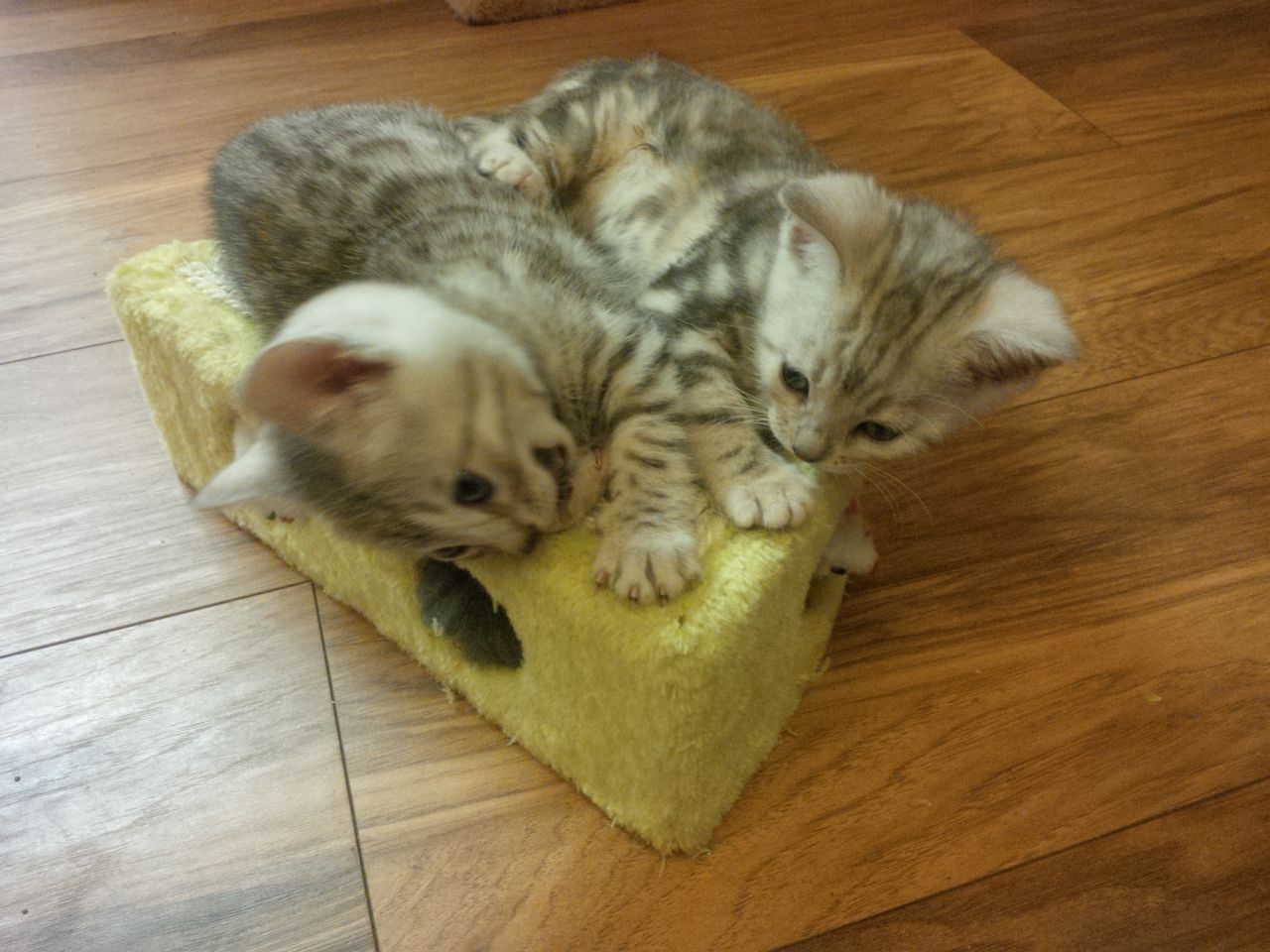 Savannah-kittens voor liefhebbers