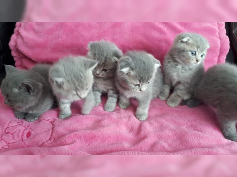 Britse korthaar kittens (mannetjes en vrouwtjes) van 12 weken oud.