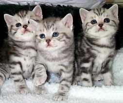 Prachtige Britse korthaar kittens