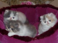 Perzische kittens beschikbaar