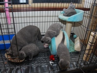Brits korthaar blauw kitten ter adoptie.