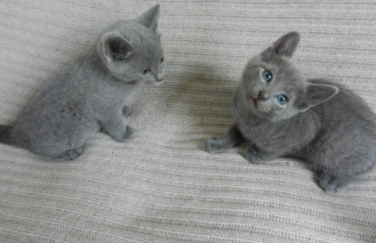 Russisch-blauwe kittens