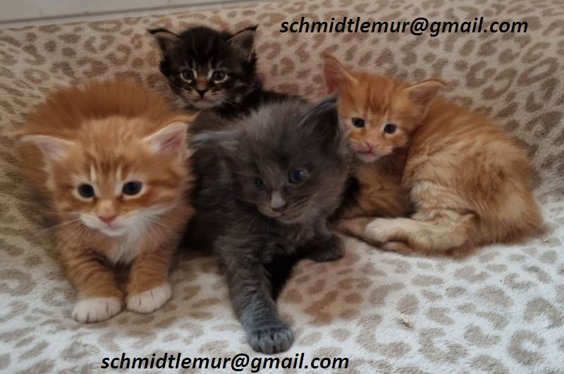 Prachtige Maine Coon kittens