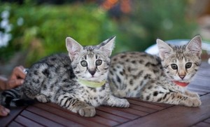 F1 Savannah- en Servalkittens