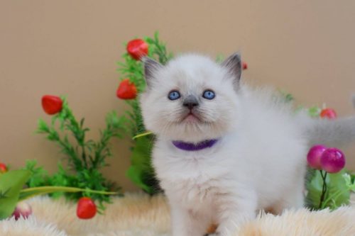 Birmaanse kitten beschikbaar met gezondheidspapieren