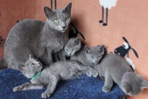 BHK Britse Korthaar Kittens