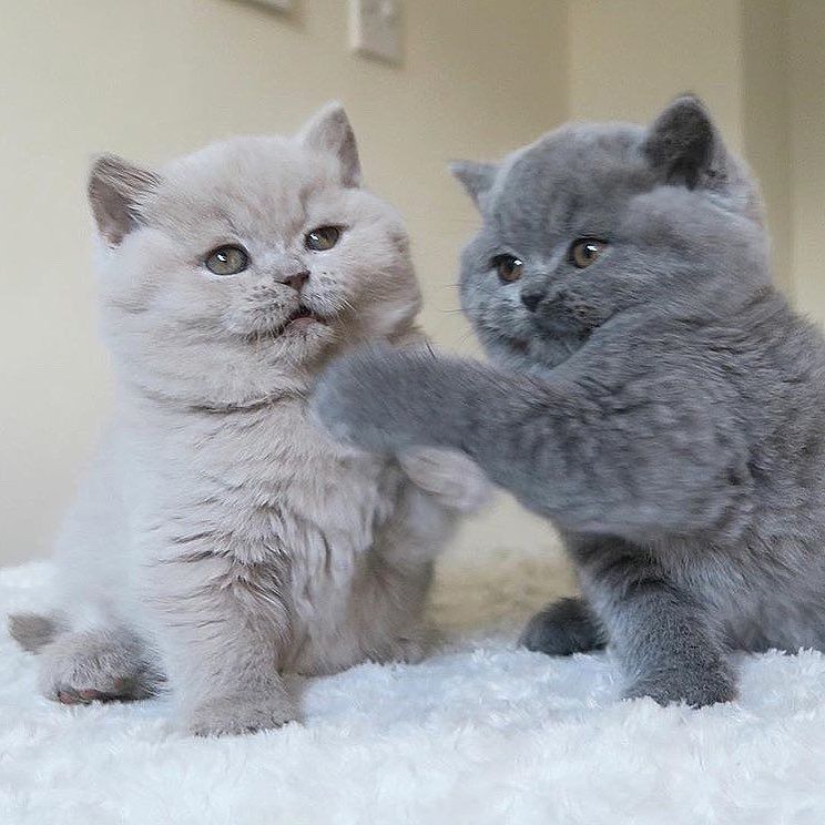 Scotish Fold kittens