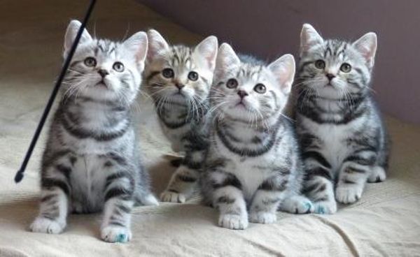 Schotse kitten zoekt een nieuw thuis